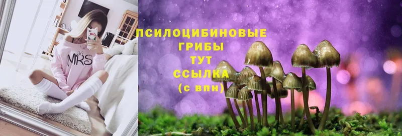 как найти закладки  сайты даркнета телеграм  Галлюциногенные грибы Cubensis  Ясногорск 